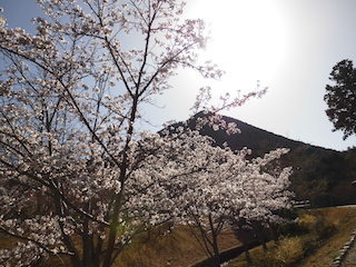 近江富士花緑公園の桜と三上山(近江富士).jpg