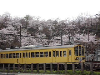 近江鉄道八日市駅の電車と桜.jpg