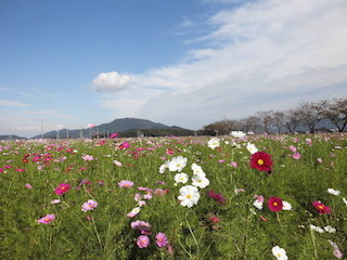 野田町のコスモス畑.jpg
