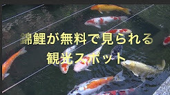錦鯉.jpg