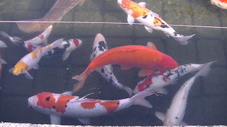 錦鯉.jpg