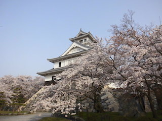 長浜城の桜.jpg