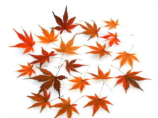 雪の上の落ち葉(紅葉).jpg