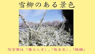 雪柳(ユキヤナギ).jpg