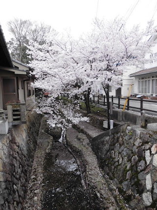 風情のある清水川の散策路と桜並木.jpg