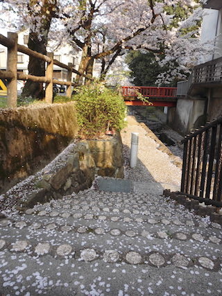 風情のある清水川散策路の桜.jpg