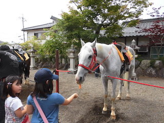 馬が人参を食べる.jpg