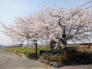 JR琵琶湖線の鉄道と桜の風景(撮り鉄).jpg