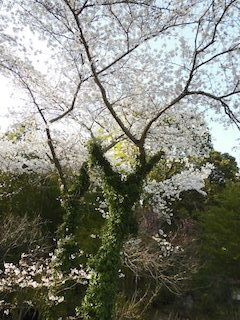 Vサインの桜の咲く木.jpg